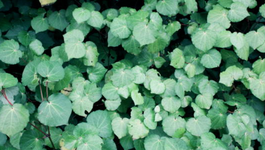 Unlocking the Secret to Radiant Skin: 🌿 The Power of Kawakawa.